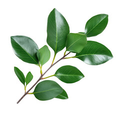 Fototapeta premium Green leaves branch isolated on white background Fresh green leaves perfect for composition natural background ecology concept leaf texture organic tea leaves herbal medicine cosmetics nature flora