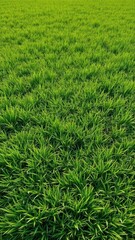 Vibrant green rectangular field, lush grass texture, vibrant,texture,background