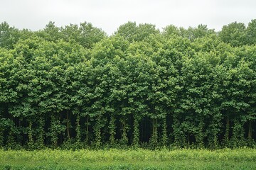 Obraz premium A row of trees with green leaves