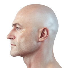 Obraz premium Mature bald man portrait profile view hairless head skin texture wrinkles aging process alopecia baldness treatment concept isolated on white background