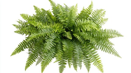 Lush Green Fern Plant Arrangement on White Background