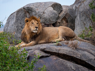 Magnificent lion (Panthera leo) in a rocky landscape.