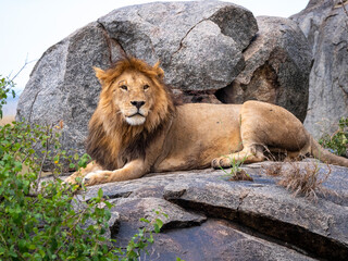 Naklejka premium Magnificent lion (Panthera leo) in a rocky landscape.