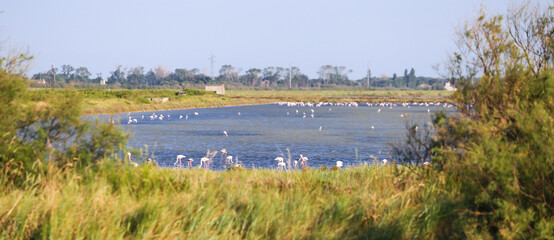 Italy, Comacchio - lagoon with blue sky during summer. Wetland with flamingos