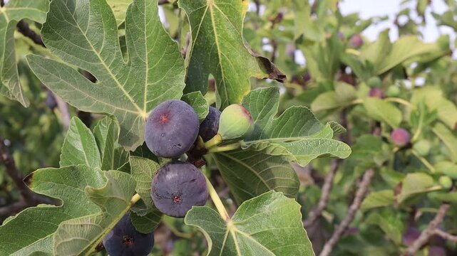 Higos maduros en la higuera en el mes de julio
