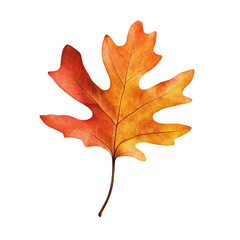 Single Autumn Leaf Isolated on White Background Orange and Yellow Fall Foliage Thanksgiving Decoration Seasonal Nature Photography Colorful Autumnal Leaves Fall Colors Nature Background