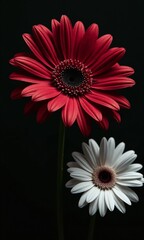 Dark floral arrangement gerbera daisies black and red