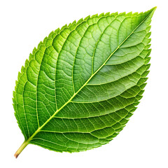 Obraz premium green leaf isolated on white