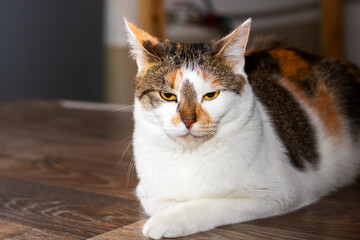A beautiful calico cat is laying on a wooden floor and gazing at the camera
