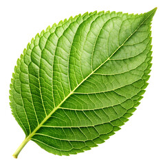 Obraz premium green leaf isolated on white