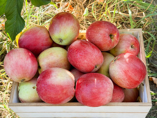 Box with fresh ripe apples fruits.