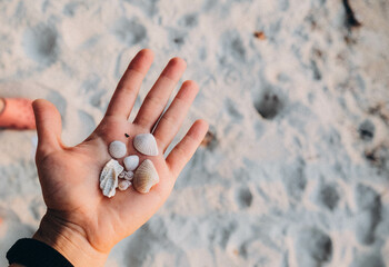 A hand gently displaying an array of beautiful seashells that were carefully collected from the warm beach sand