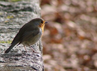 Rouge-gorge posé sur un mur, arrière-plan flou de feuilles mortes, couleurs gris et orange foncé dominantes