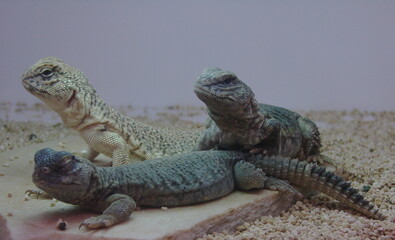 Trois reptiles Uromastyx acanthinura, des sauriens de la famille des Agamidae, dans un vivarium