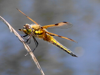Libellule à quatre taches (Libellula quadrimaculata) posée sur une branche