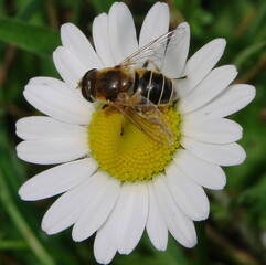 Eristale des arbustes (Eristalis arbustorum) en train de butiner sur une fleur blanche et jaune