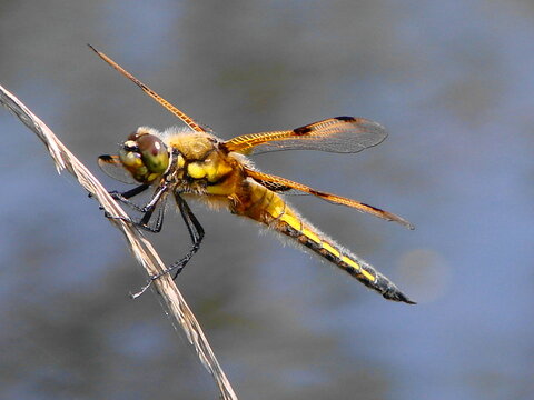 Libellule &agrave; quatre taches (Libellula quadrimaculata) pos&eacute;e sur une branche