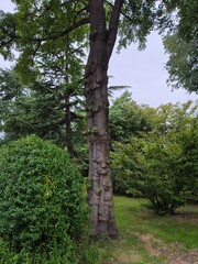 Fototapeta premium Forest art