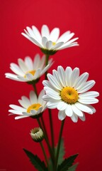 Obraz premium Vibrant red background white daisies dramatic contrast close
