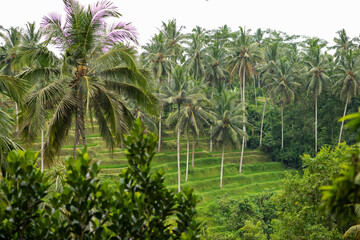 Naklejka premium Stunning view of the Tegalalang rice terrace fields during sunrise. Tegalalang rice fields are a series of rice paddies located in Ubud, Bali, Indonesia.