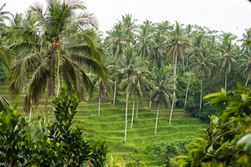 Obraz premium Stunning view of the Tegalalang rice terrace fields during sunrise. Tegalalang rice fields are a series of rice paddies located in Ubud, Bali, Indonesia.