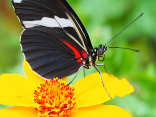 A close-up macro photo of an Antiochus longwing butterfly (Heliconius antiochus).