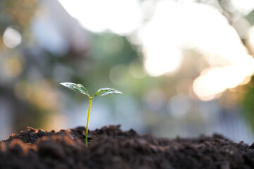small growing sprout plant closeup