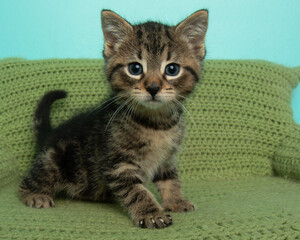 brown tabby kitten with blue eyes portrait