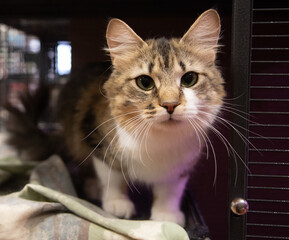 white and brown tabby cat portrait