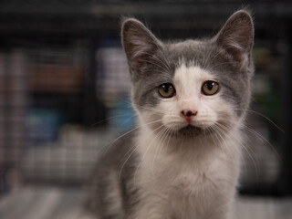 white and grey kitten close up face portrait
