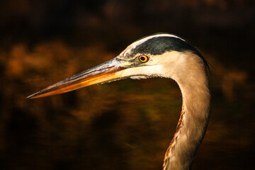 great blue heron