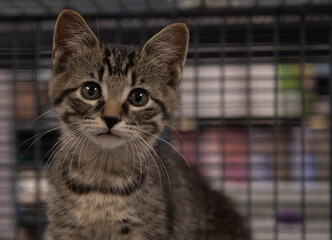 brown and black tabby kitten close up face portrait