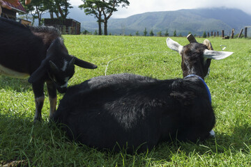 蔵王ハートランドのヤギ Goats at Zao Heartland