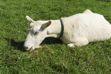 Fototapeta premium 蔵王ハートランドのヤギ Goats at Zao Heartland