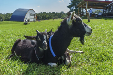 蔵王ハートランドのヤギ Goats at Zao Heartland