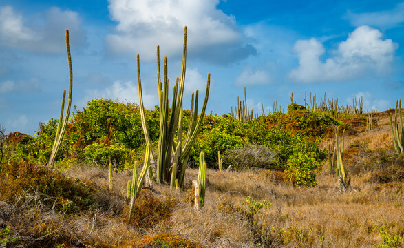 Panorama of the&ldquo;Savane des P&eacute;trifications&ldquo; in Martinique on the peninsula of Sainte-Anne with Organ pipe cactus (Stenocereus thurberi) in arid, desert like landscape on hiking trail &ldquo;Trace des Caps&ldquo;.