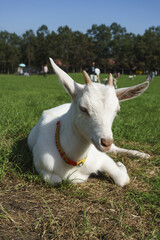 蔵王ハートランドのヤギ Goats at Zao Heartland