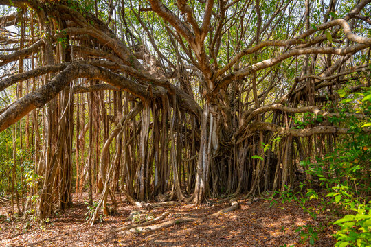 Strangler fig is a tropical plant species in the genus Ficus. Columnar tree with a hollow central core at &ldquo;Anse Michel&ldquo; a wild beach on Martinique island on the &ldquo;Trace des caps&ldquo; coastal hiking trail.