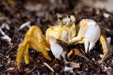 The Atlantic ghost crab (Ocypode quadrata). Macro close up of a crab on the beach of Martinique tropical island in the Caribbean Sea sitting in the washed-up remains of algae and brown aquatic plants.