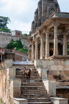 Ziege im Bihari Ji Temple in Amber Jaipur, Rajasthan, Indien, Asien