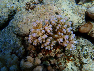Stony coral Acropora squarrosa undersea, Red Sea, Egypt, Sharm El Sheikh, Montazah Bay