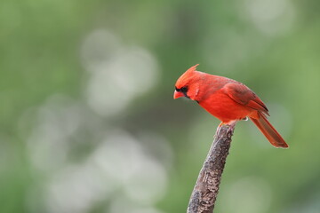 Male cardinal red bird perched against blurry background. 