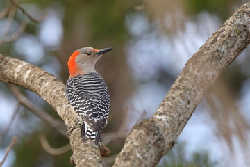 Female red bellied woodpecker clinging to tree trunk. 