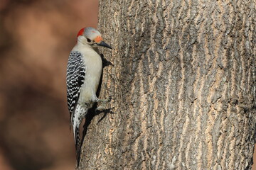 Female red bellied woodpecker clinging to tree trunk. 