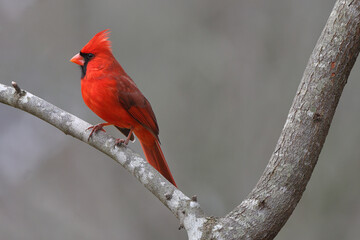 Male cardinal red bird perched against blurry background. 