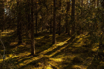 autumn in the forest