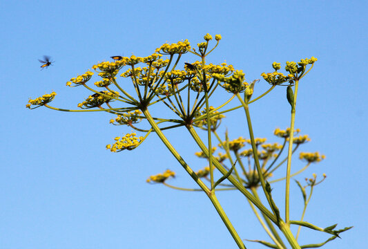 Sowing parsnip (Pastinaca sativa), grows in nature.