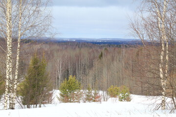 forests of northeastern Europe in early spring