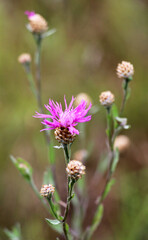 Cornflower Centaurea jacea blooms in a meadow among grasses