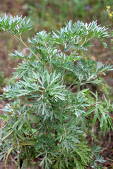 Bitter wormwood (Artemisia absinthium) bush grows in nature